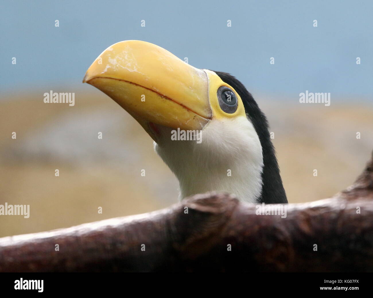 Baby South American Common or Toco Toucan (Ramphastos toco) in closeup Stock Photo
