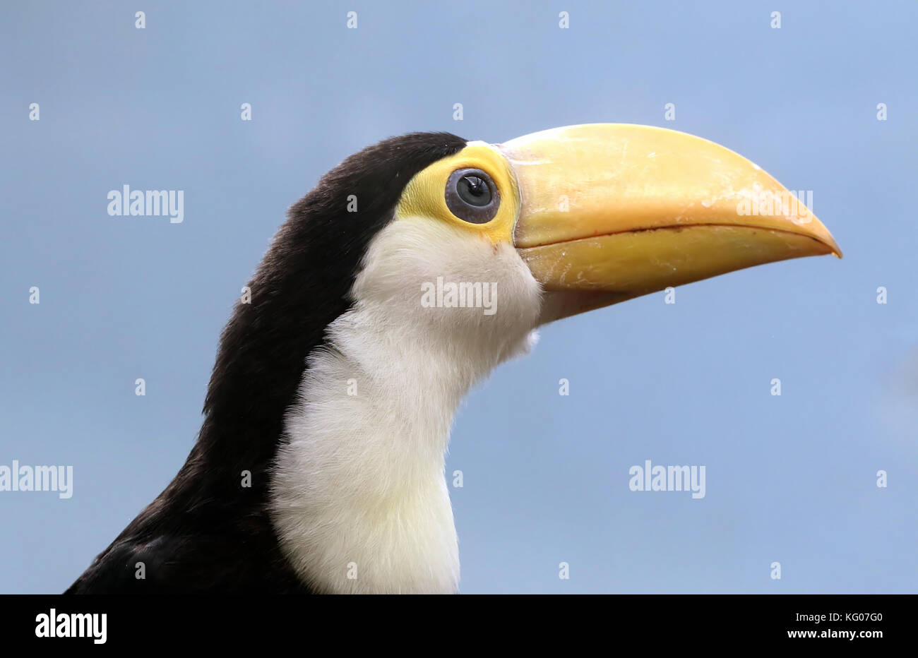 Baby South American Common or Toco Toucan (Ramphastos toco) in closeup Stock Photo