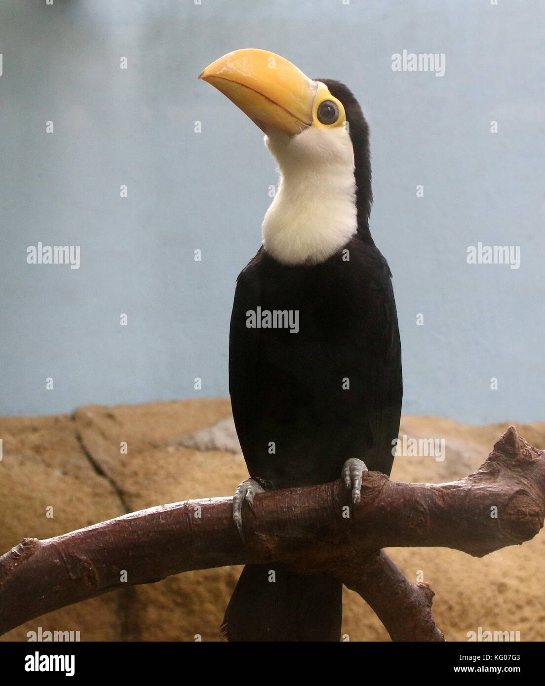 Baby South American Common or Toco Toucan (Ramphastos toco) in closeup Stock Photo