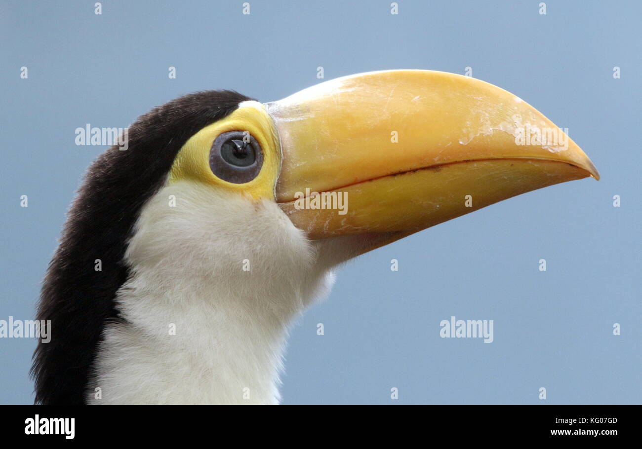 Baby South American Common or Toco Toucan (Ramphastos toco) in closeup Stock Photo