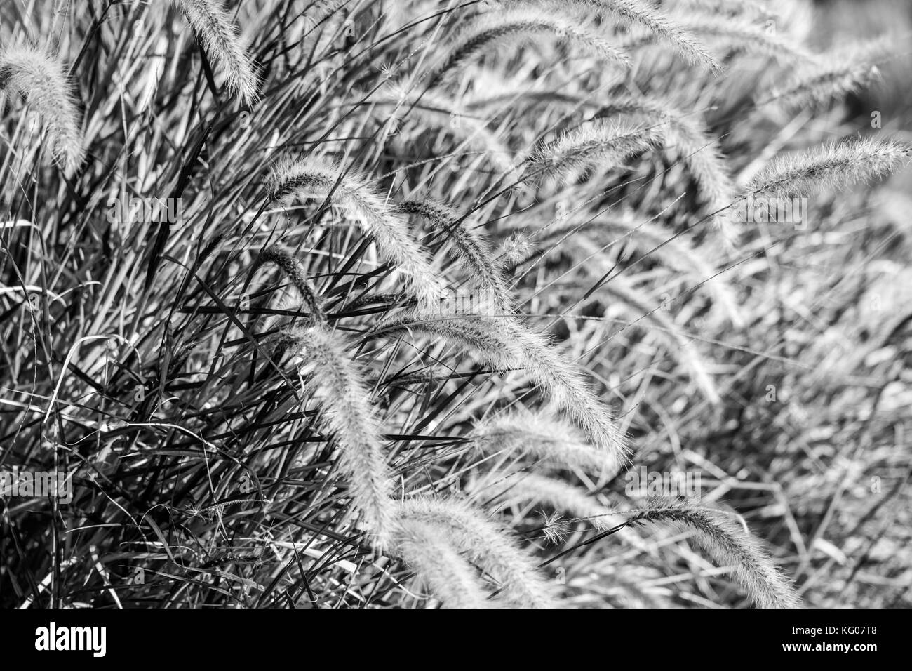 a close up of grass caught in the wind in black and white Stock Photo