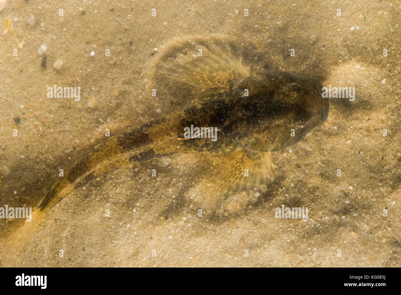European bullhead fish (Cottus gobio) from above. A freshwater fish photographed from above camouflaged against sand at bottom of stream Stock Photo