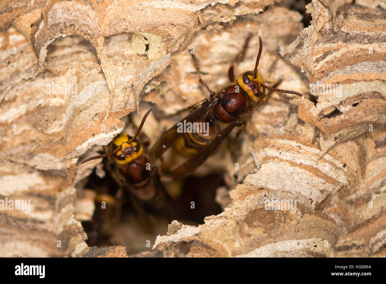 European hornets (Vespa crabro) emerging from hole in nest. Large wasps active at paper nest, showing defensive behaviour, in Wiltshire, UK Stock Photo