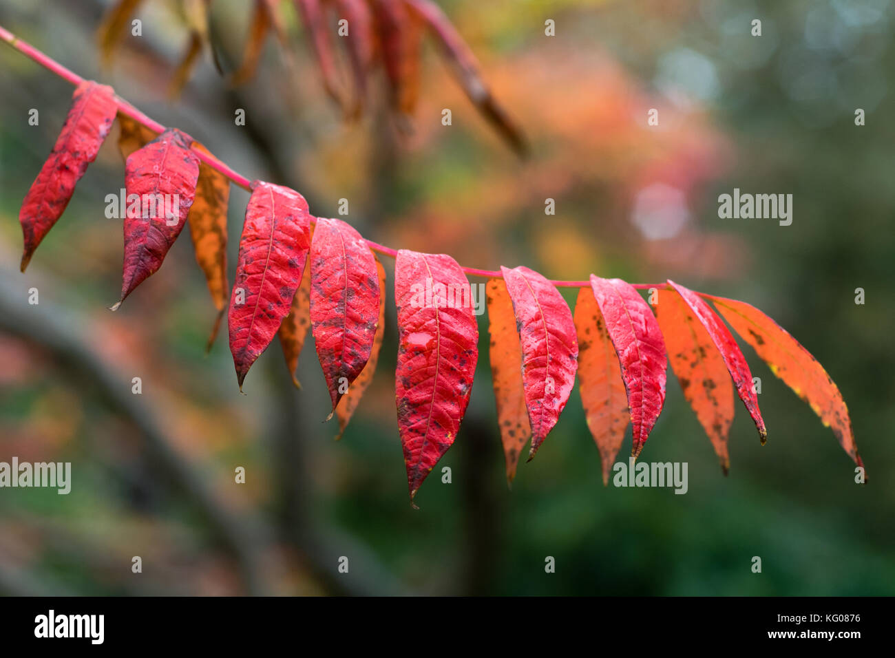 Autumn leaves of Rhus Glabra 'Smooth Sumach'. Sumac in the family Anacardiaceae showing autumnal red colour, as October advances in England Stock Photo