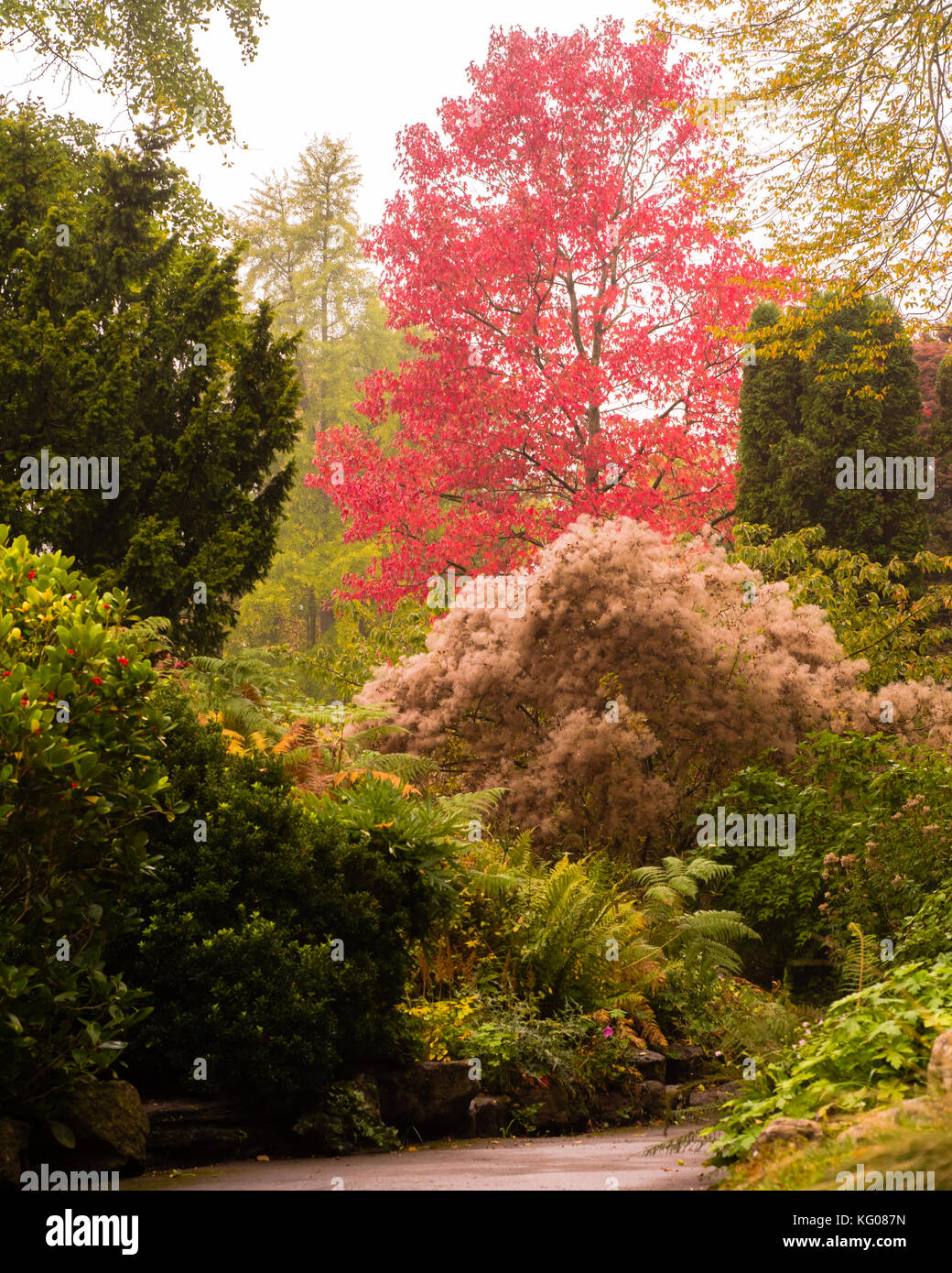 Autumn colours in Bath Botanic Gardens portrait. Trees and bushes showing autumnal reds, yellows and greens as October advances in England Stock Photo
