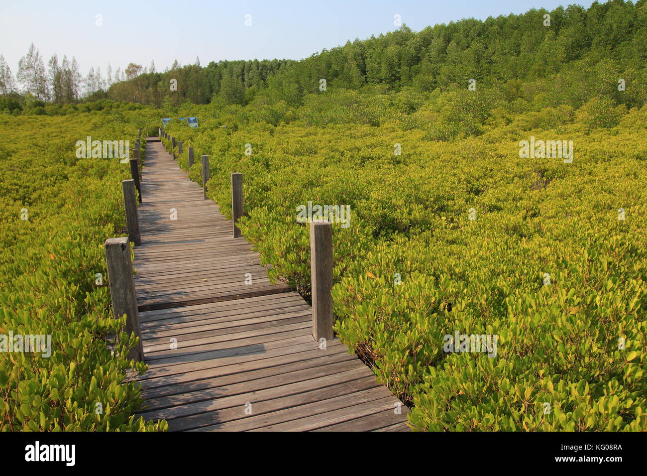 wood Boardwalk path in natural study trail in Ceriops tagal, mangrove tree species in the family Rhizophoraceae, forest. Stock Photo