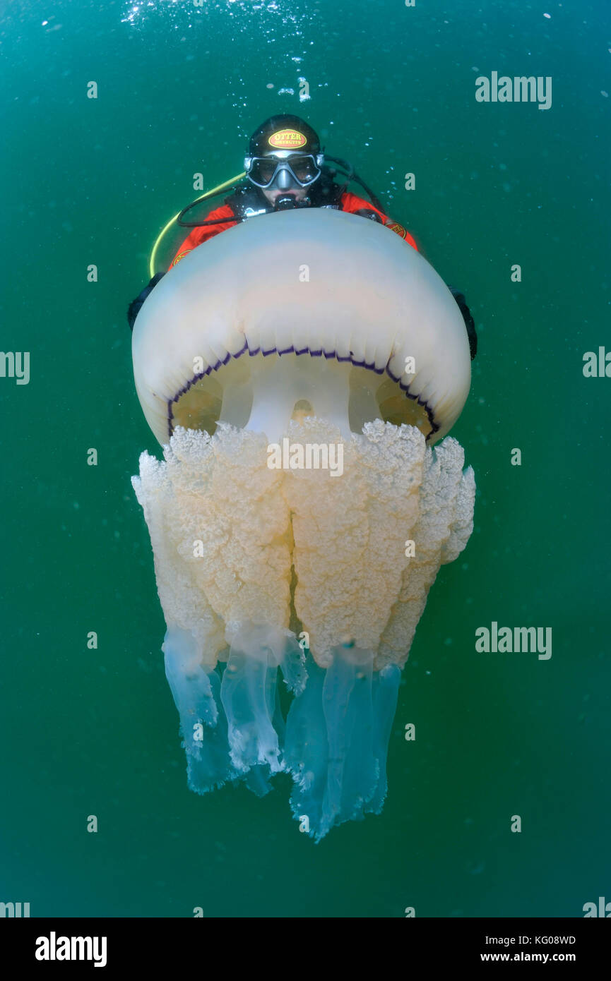 Diver with barrel jellyfish Stock Photo Alamy