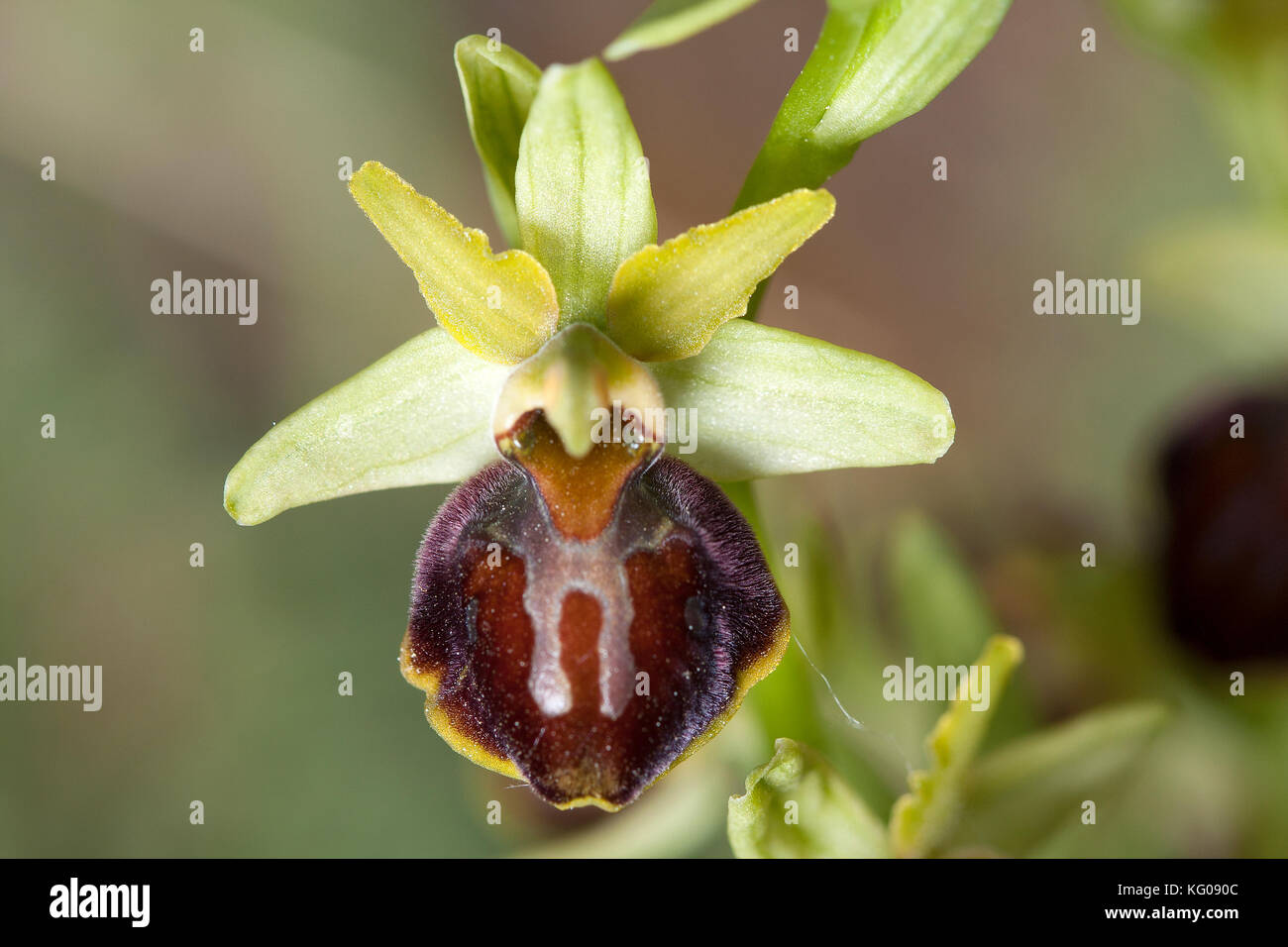 Ophrys sphegodes Stock Photo