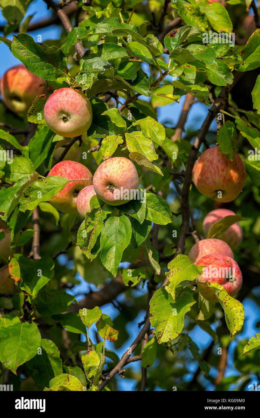 Beautiful red ripe apples on the tree Stock Photo - Alamy