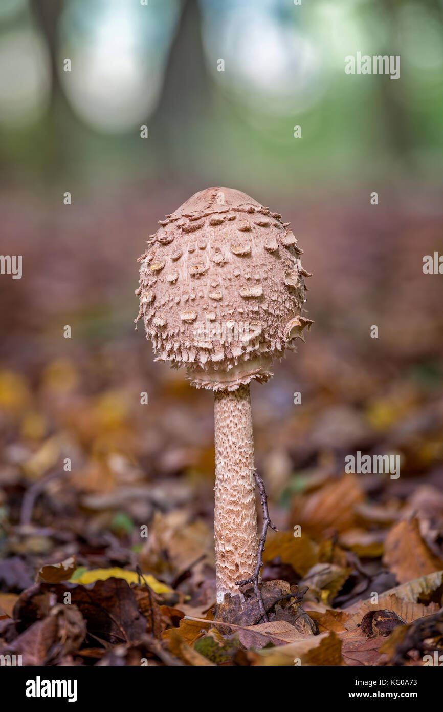 Young Parasol mushroom in the morning sunlight Stock Photo