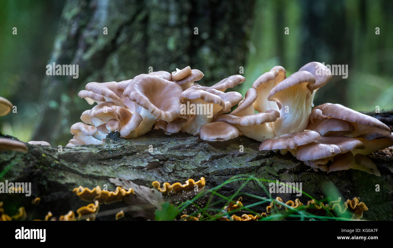 Oyster mushroom (Pleurotus ostreatus) in the forest Stock Photo