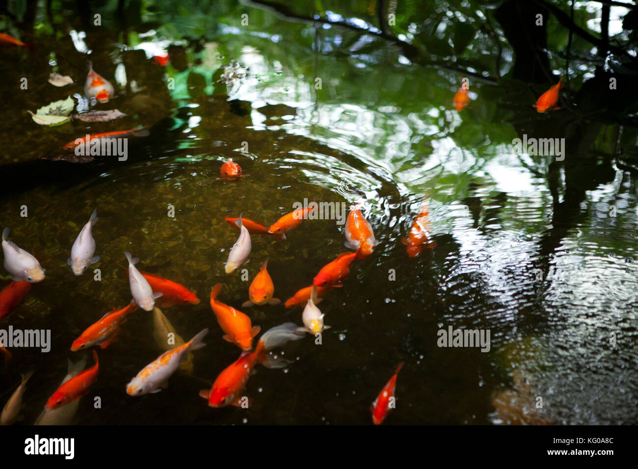 fish pond, Amazon World Zoo Park, Isle of Wight Stock Photo Alamy