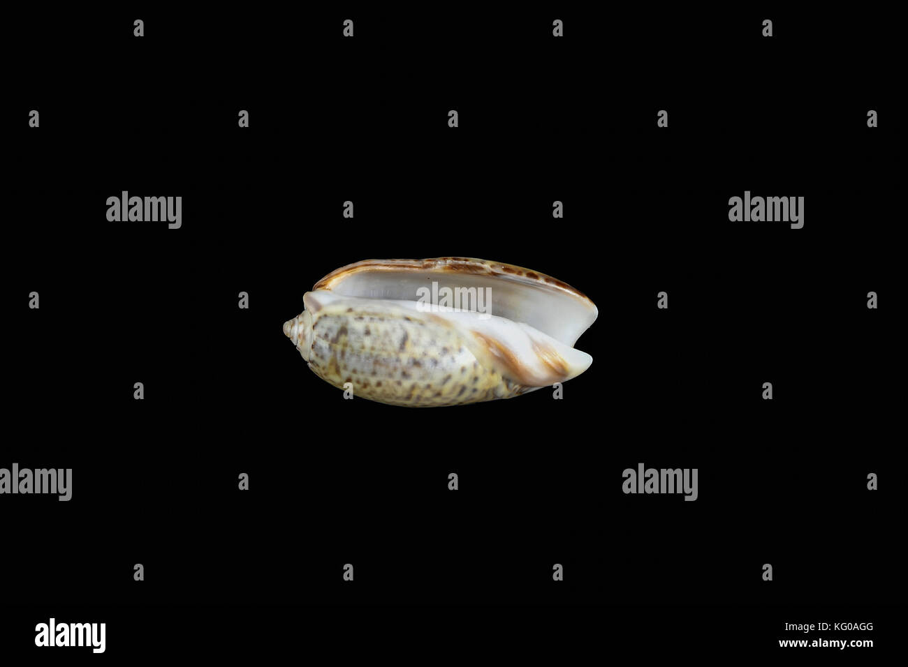 Olive snail hires stock photography and images Alamy