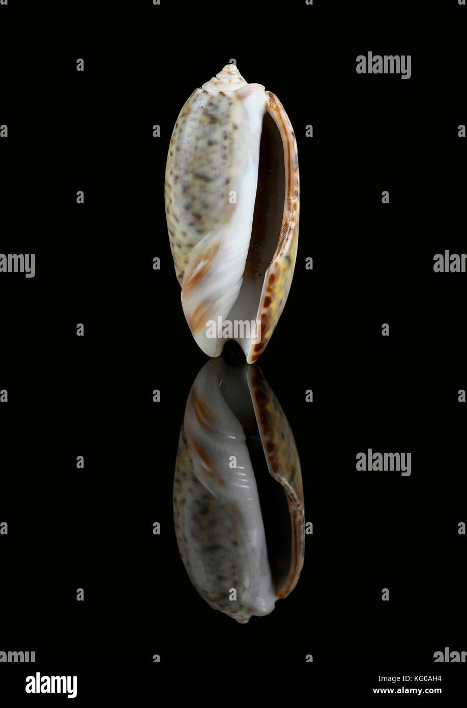 Olive snail hires stock photography and images Alamy