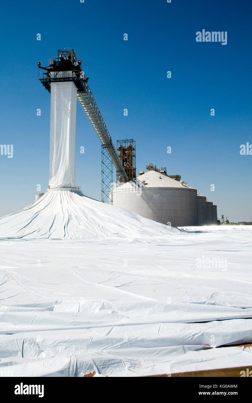 STARTING TO FILL A TEMPORARY GRAIN ELEVATOR. IT USES PLASTIC 90 FEET TALL 350 FEET ACROSS AND HOLDS 2 MILLION BUSHELS Stock Photo