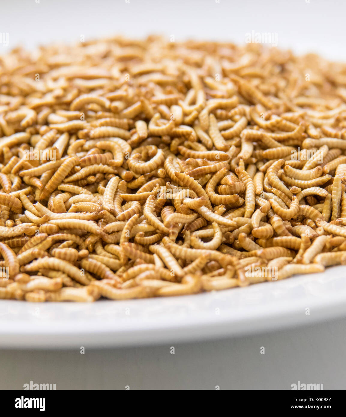 Buffalo Worms on plate in kitchen. Edible insects as food product filled with protein and nutrition. Stock Photo
