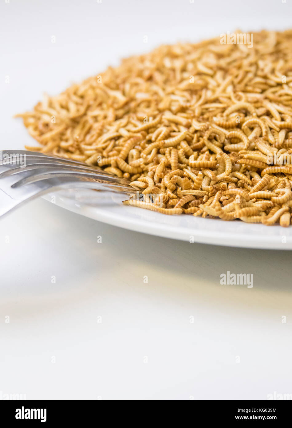 Buffalo Worms on plate in kitchen. Edible insects as food product filled with protein and nutrition. Stock Photo