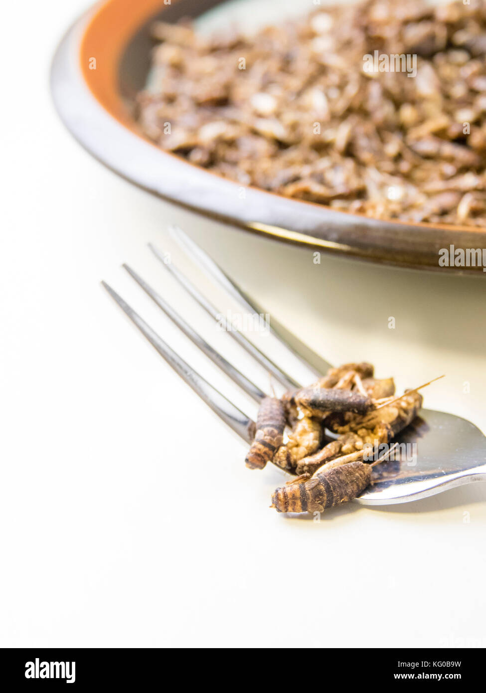 Crickets on plate in kitchen. Edible insects as food product filled with protein and nutrition. Stock Photo