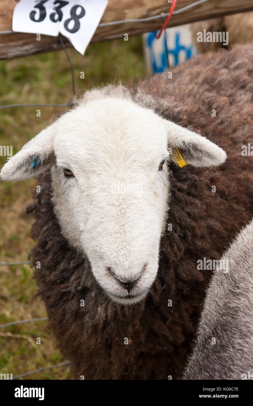Woolly brown sheep hi-res stock photography and images - Alamy