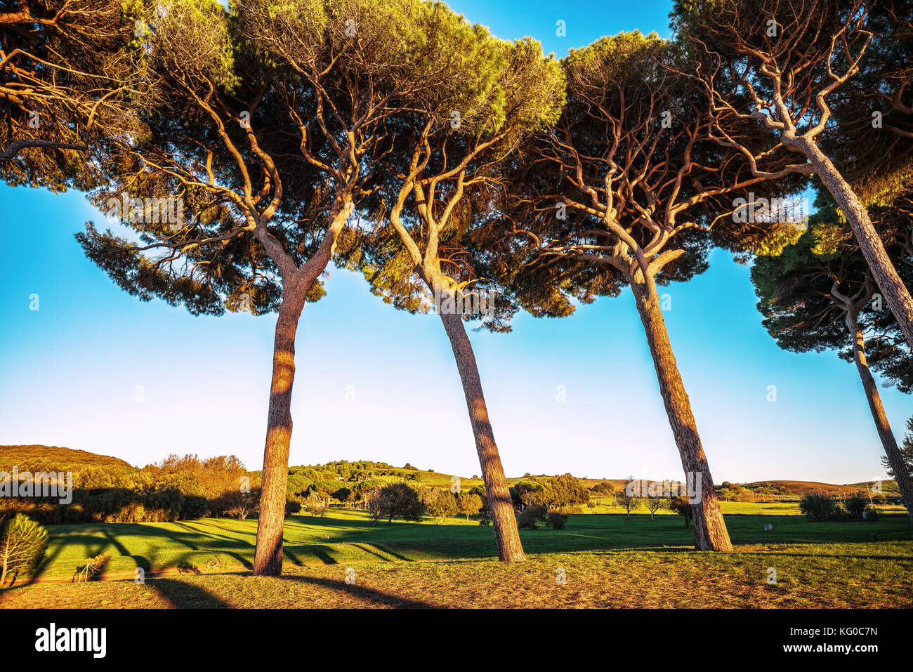 Maritime italian pine tree group on sunset. Baratti, Maremma, Piombino, Tuscany, Italy. Stock Photo