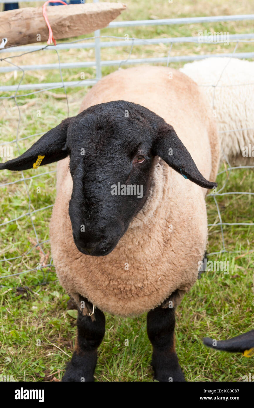 black faced Suffolk sheep close up at agricultural show Stock Photo