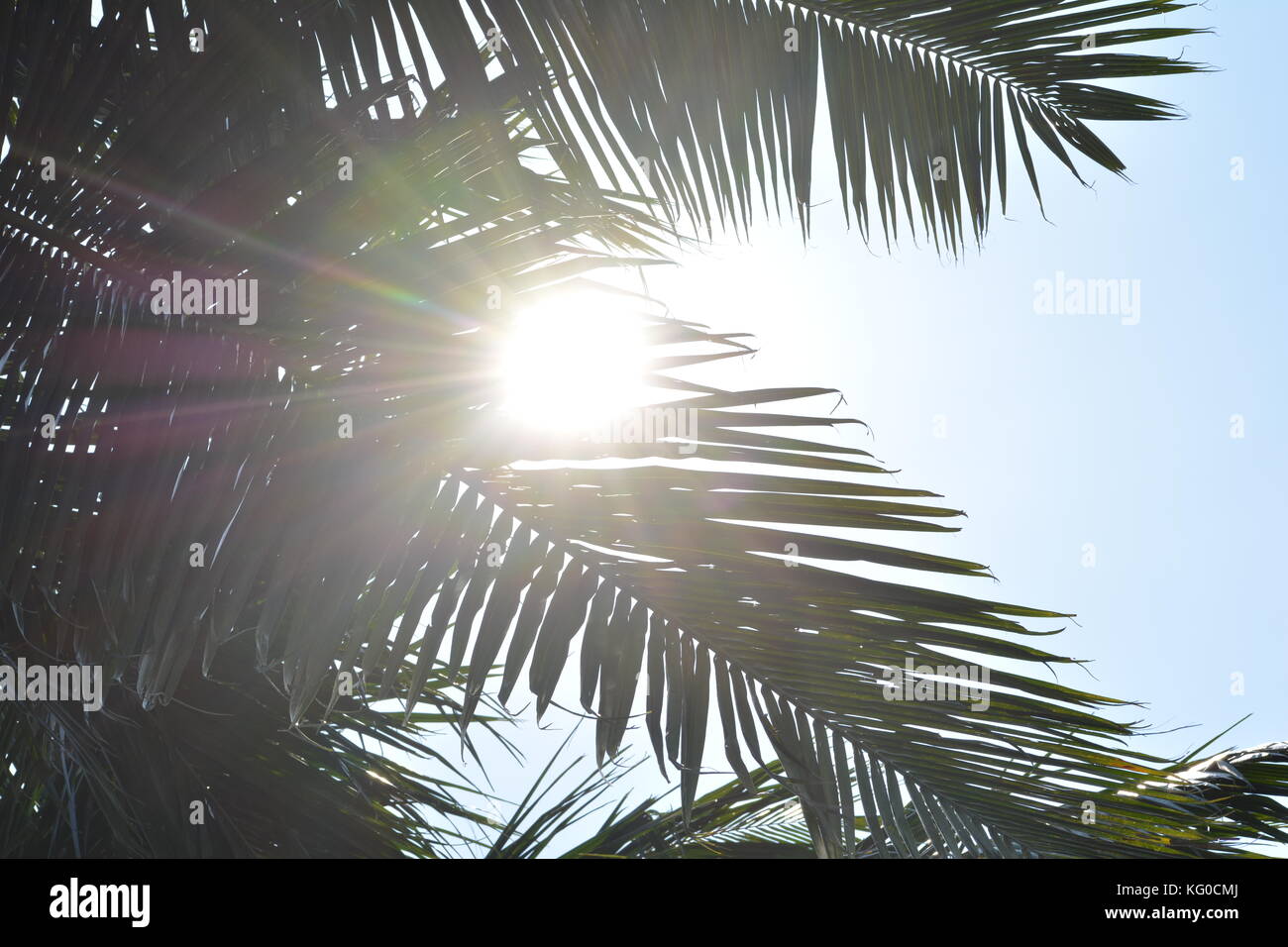 The sun behind coconut tree Stock Photo