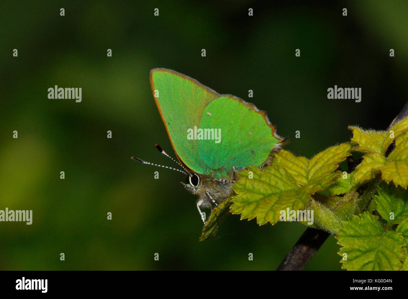 Green Hairstreak butterfly"Callophrys rubi".Flies May and June. A