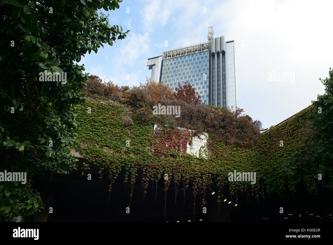 Naples, Italy, wild Parthenocissus quinquefolia growing on buildings in the business center Stock Photo