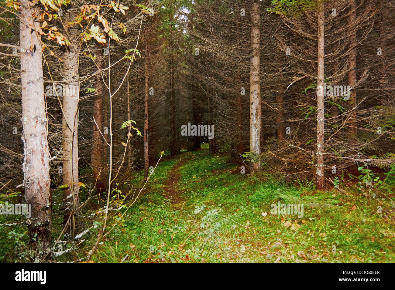 the mountain autumn landscape with colorful forest Stock Photo - Alamy