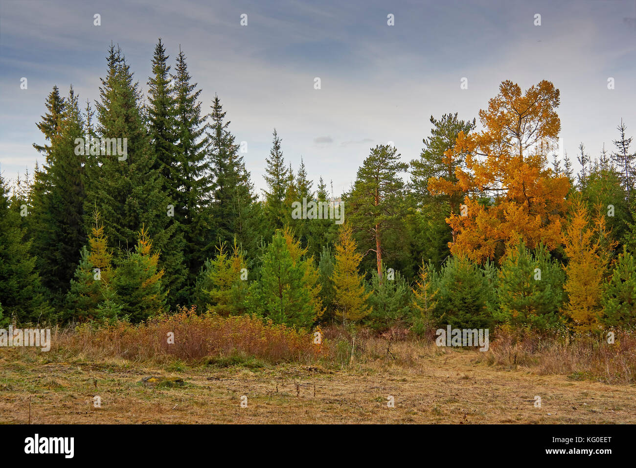the mountain autumn landscape with colorful forest Stock Photo - Alamy