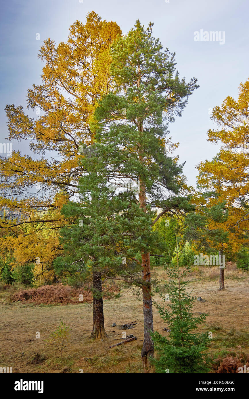 the mountain autumn landscape with colorful forest Stock Photo - Alamy