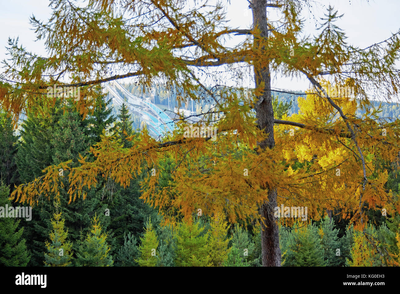 the mountain autumn landscape with colorful forest Stock Photo - Alamy