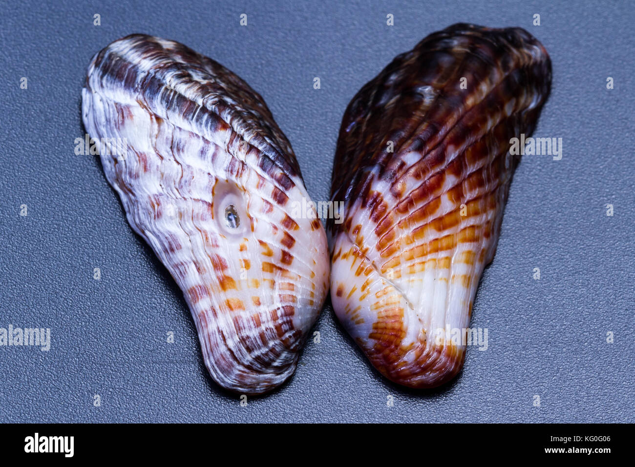 Small Patterned Ridged Shell close up of a small sea shell with beautiful colors and detailed ...