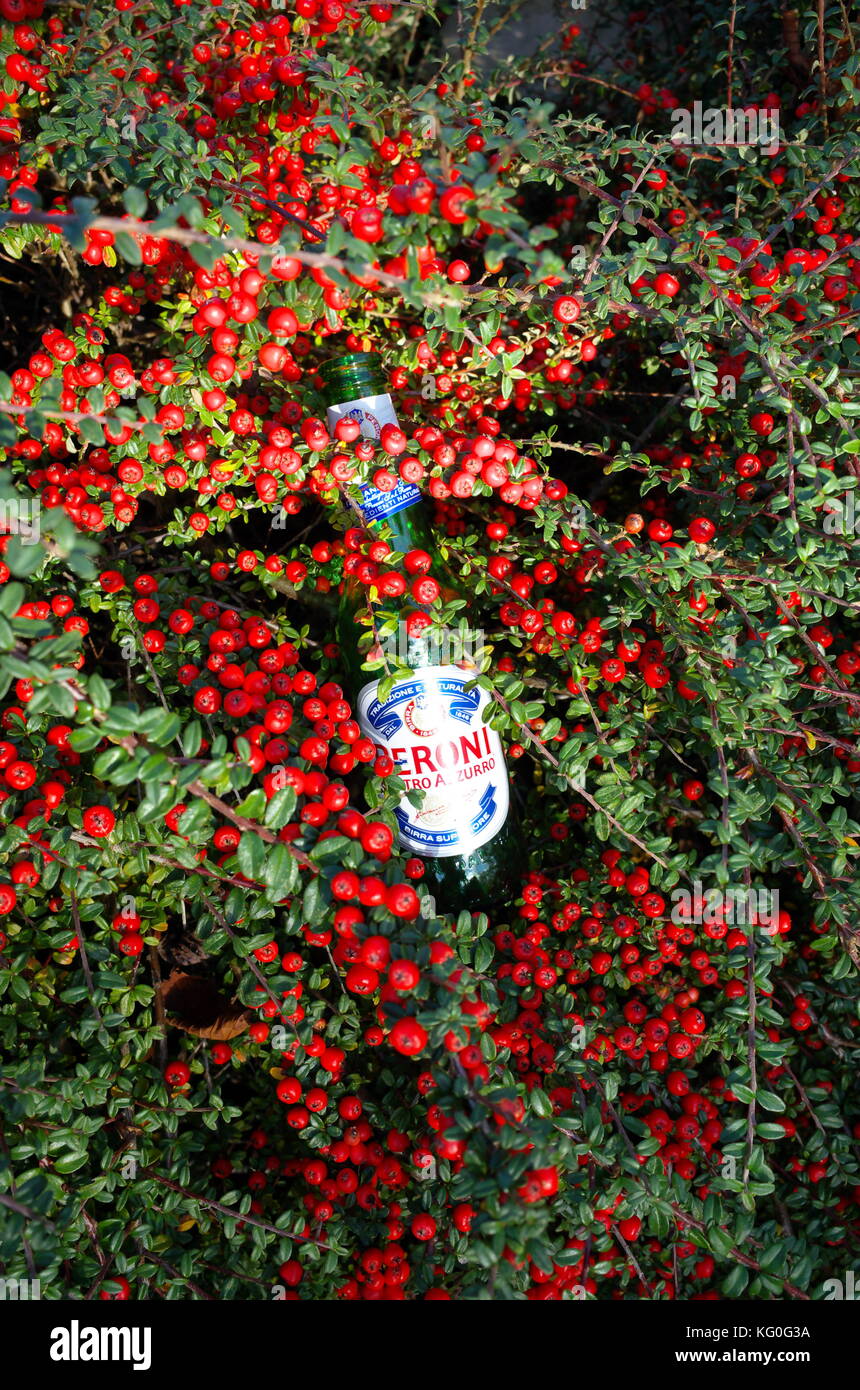 Empty Beer Bottle discarded by litter lout in a cotoneaster bush Stock Photo