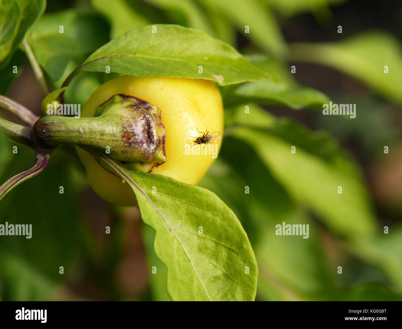 Yellow pepper with fly growing in the garden. Closeup Stock Photo