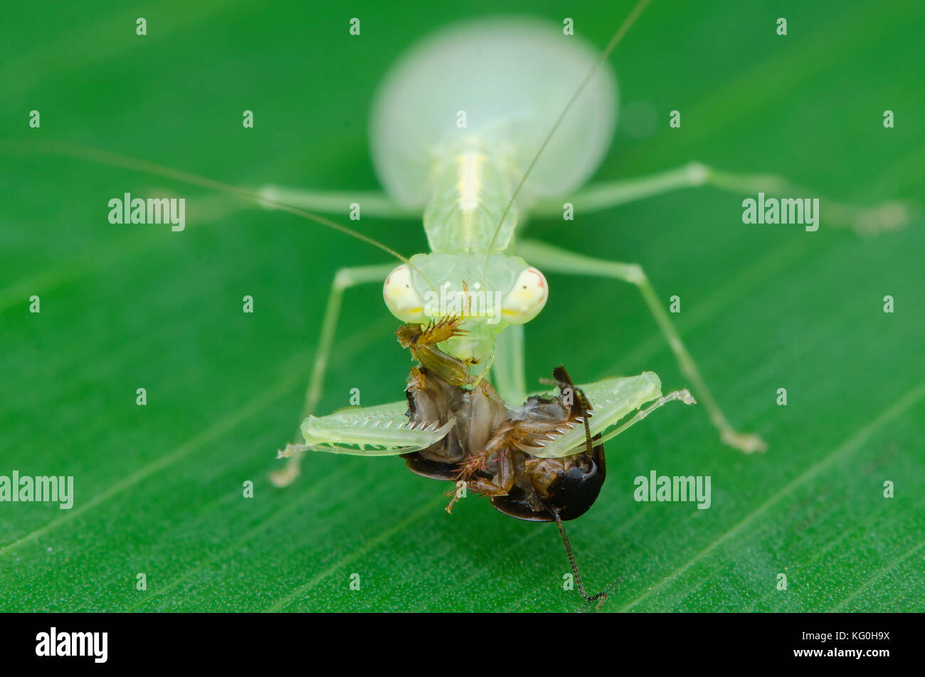 praying mantis feeding on roach. Tropidomantis Tenera. malaysia Stock ... Biology Diagrams