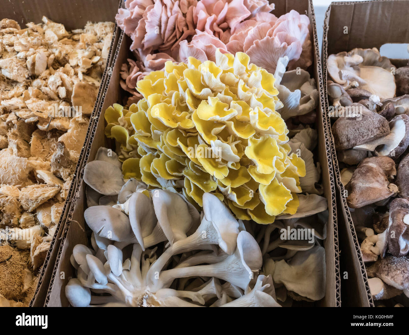 boxes full of colorful mushrooms at the market Stock Photo