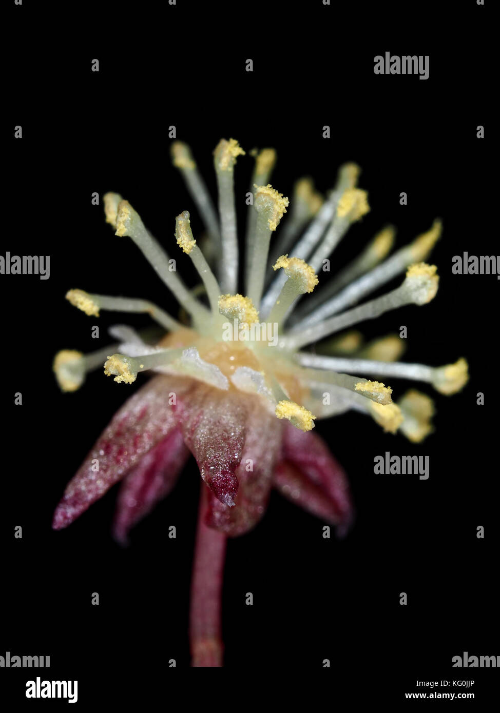 Garden croton (Codiaeum variegatum) male inflorescence with pollen close-up Stock Photo