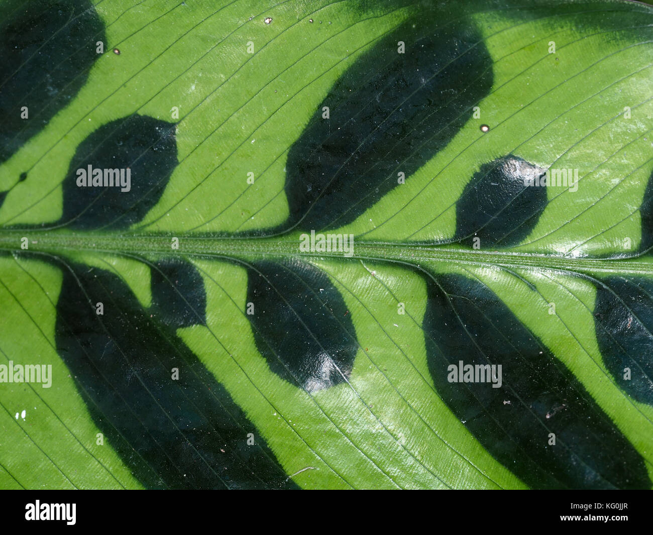 Rattlesnake Calathea (Calathea lancifolia) leaf closeup Stock Photo