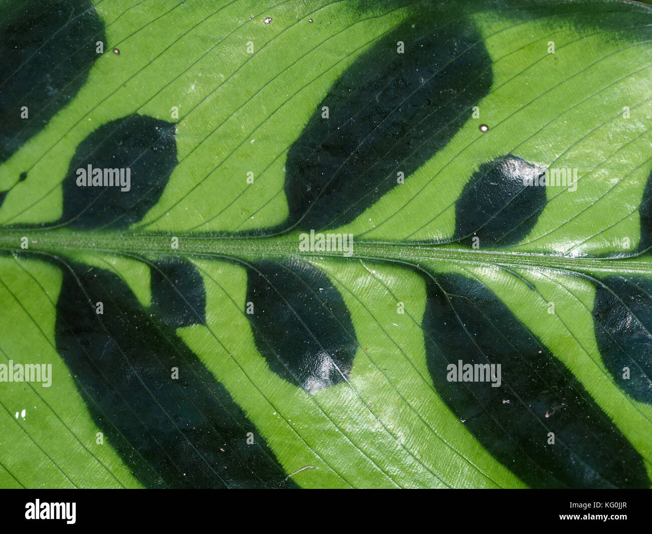 Rattlesnake Calathea (Calathea lancifolia) leaf close-up Stock Photo