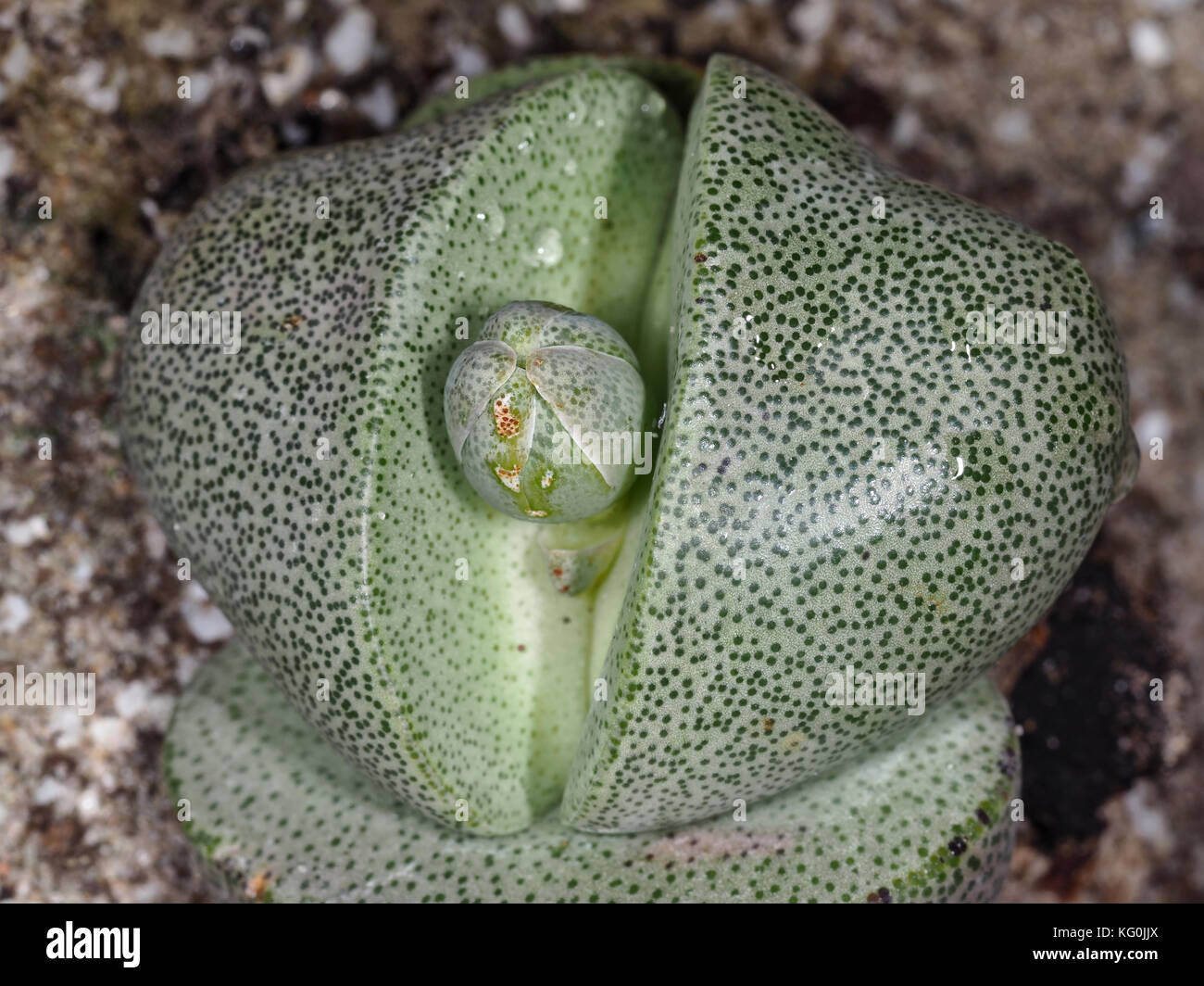 Lithops sp. succulent plant close-up Stock Photo