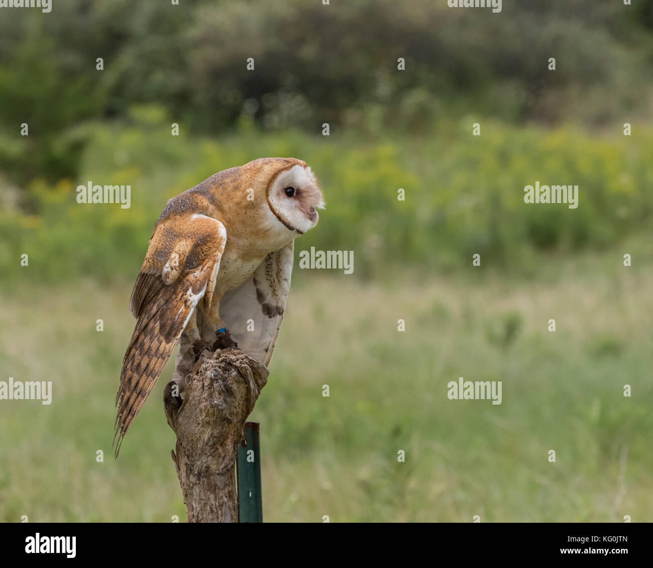 looking strong and keeping an eye on things Stock Photo