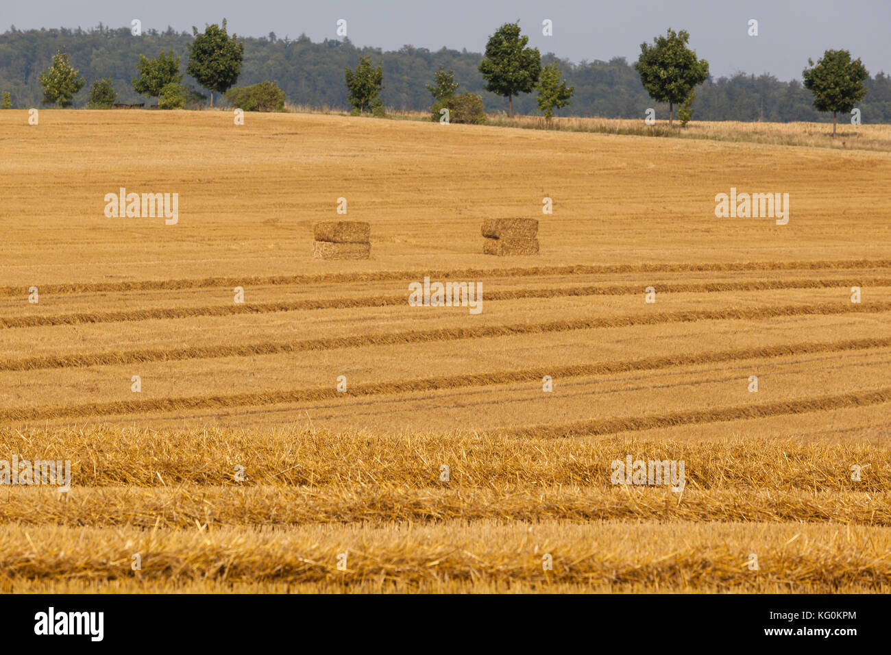 Getreidefeld mit Strohballen Stock Photo