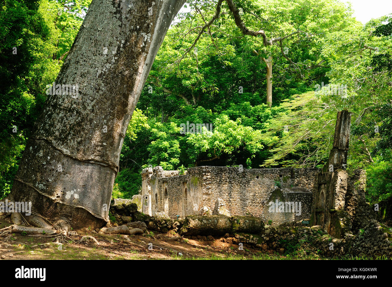 Kenya, Gede ruins are the remains of a Swahili town located in Gedi, a village near the coastal town of Malindi Stock Photo