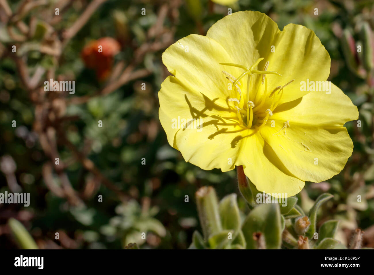Yellow flower of Oenothera drummondii Stock Photo