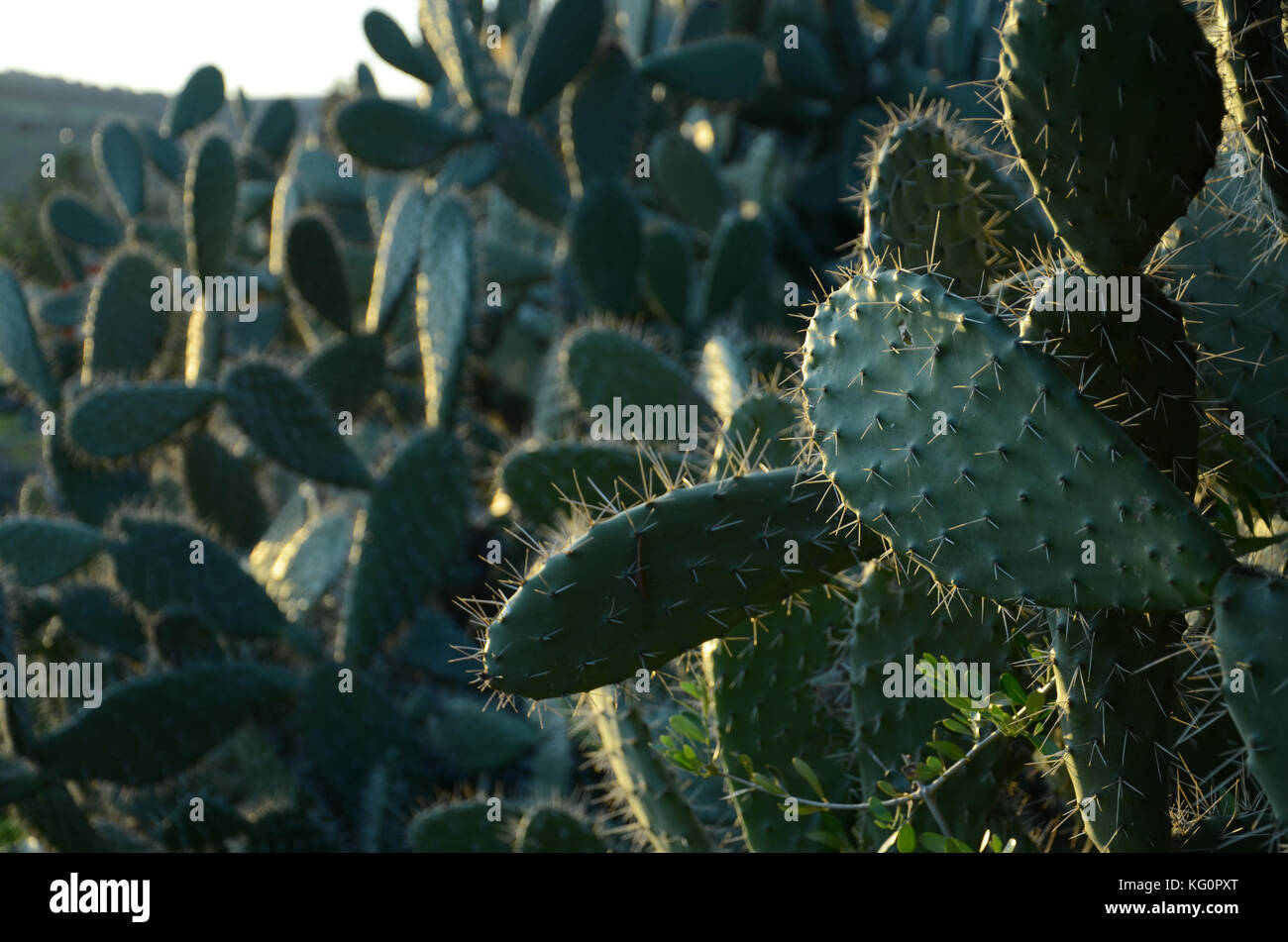 cactus Stock Photo