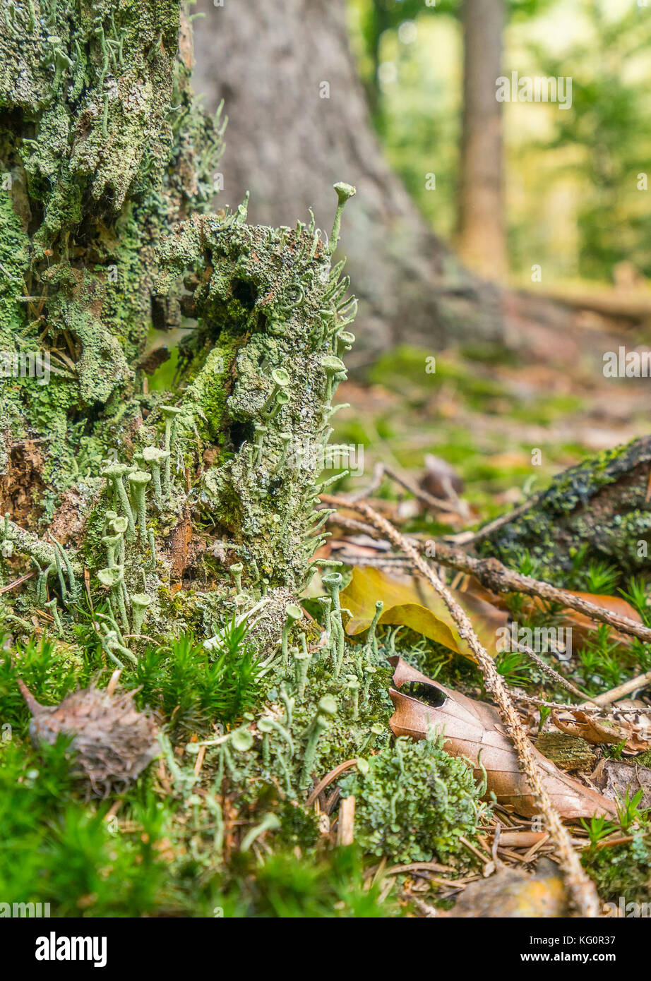 closeup shot of a dense ground cover vegetation on a tree trunk with moss and lichen in forest ambiance Stock Photo