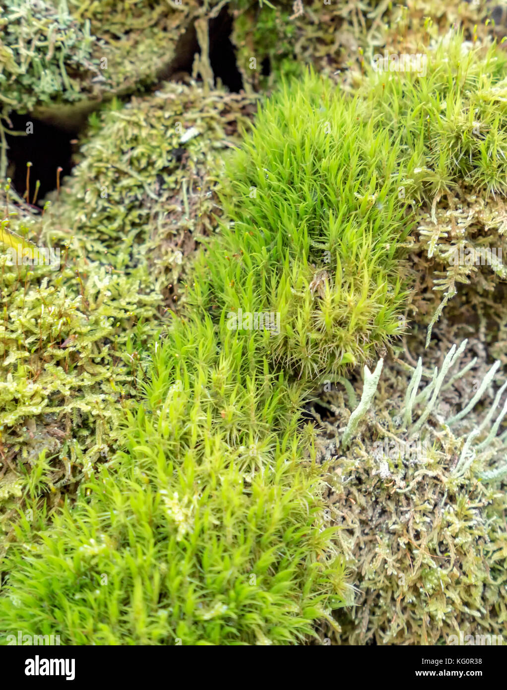 dense ground cover vegetation closeup with moss and lichen Stock Photo ...