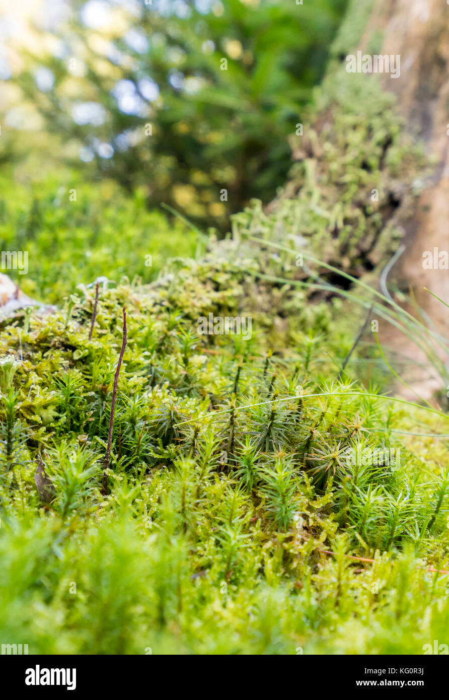 dense ground cover vegetation closeup with moss and lichen Stock Photo