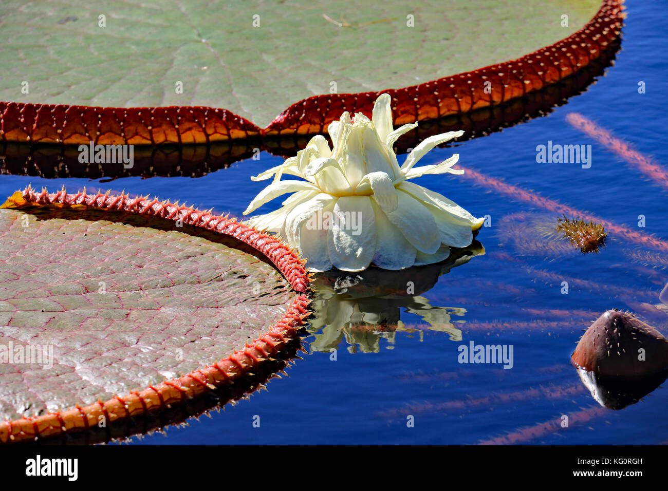 Everything  seems larger than life in this water garden as a very large lotus blossom emerges among the gigantic lotus lily pads Stock Photo
